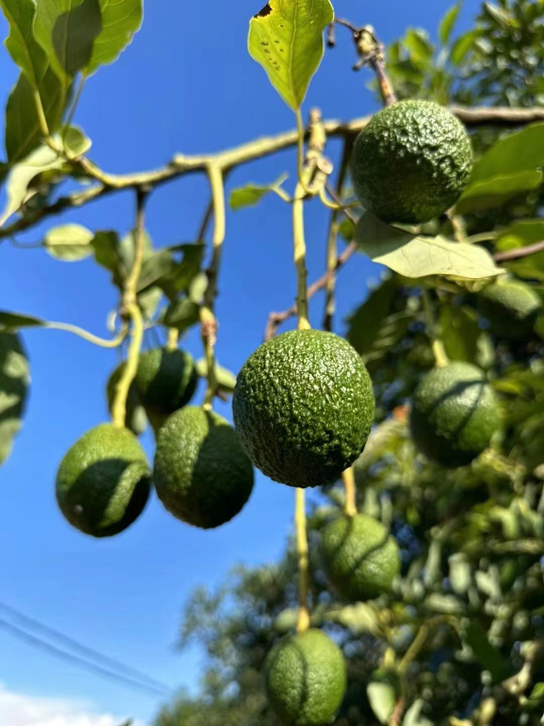 云南孟连哈斯牛油果果肉很柔软香滑不腻油分含量很多口感顺滑清香