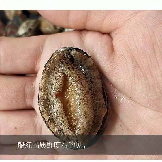 鮮凍鮑魚20斤/件 30-40頭新鮮速凍小鮑魚整件包郵批