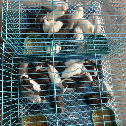 南京南京芦丁鸡种鸡批发