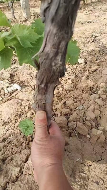 晋州市占地葡萄树大量有货各种规格