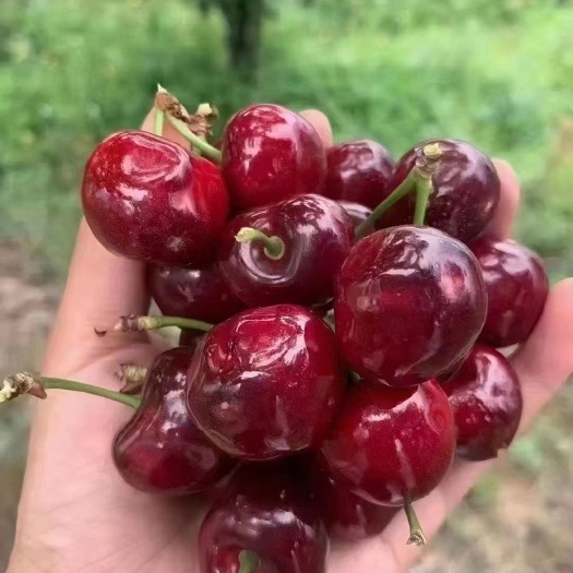 巴中红灯樱桃苗  红灯笼车厘子，红妃樱桃苗，乌克兰樱桃苗，玛瑙红