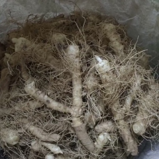 连州市连州玉竹
