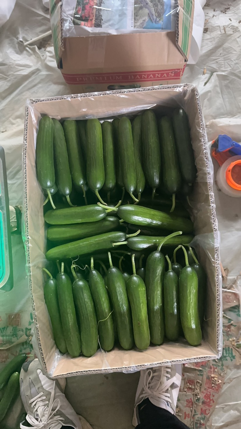 精品水果黄瓜，现采现发对接各电商平台