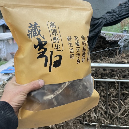 小金县纯藏当归 ，假一赔十  批发批发批发！
