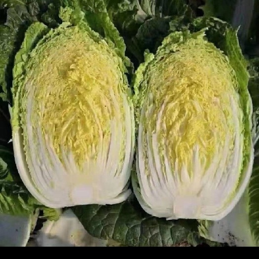 肇东市肇东出售黄心白菜