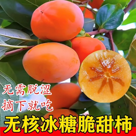 平邑县柿子树苗，无核脆甜柿子树苗，无核冰糖脆甜柿子树苗南北方种植