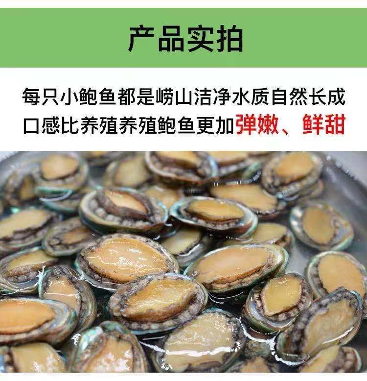 鮮凍鮑魚20斤/件 30-40頭新鮮速凍小鮑魚整件包郵批