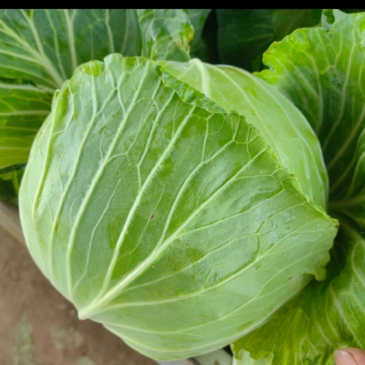 安顺扁平甘蓝包菜
