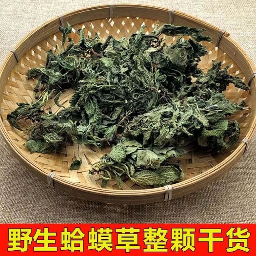永城市中药材～荔枝草  蛤蟆草  新鲜晒干  实拍图片～