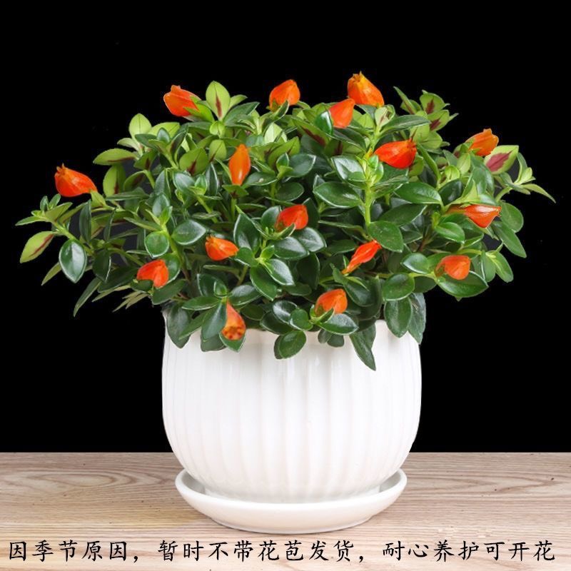 【四季常青】金魚花吊蘭盆栽室內(nèi)綠植花卉多肉植物綠蘿發(fā)財樹好養(yǎng)