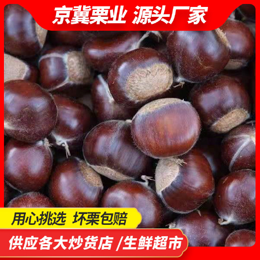 【炒货商用】新货上市大量供应迁西板栗老树品种规格齐全软糯香甜