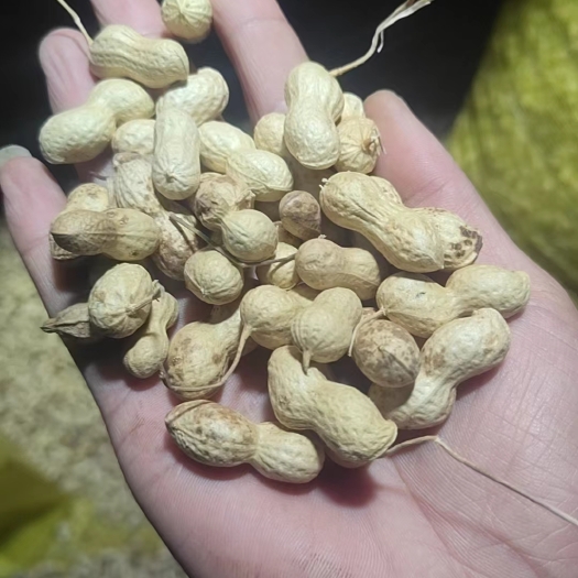 海兴县现场收获花生，花育23号，约15万斤，地头销售，以质论价。