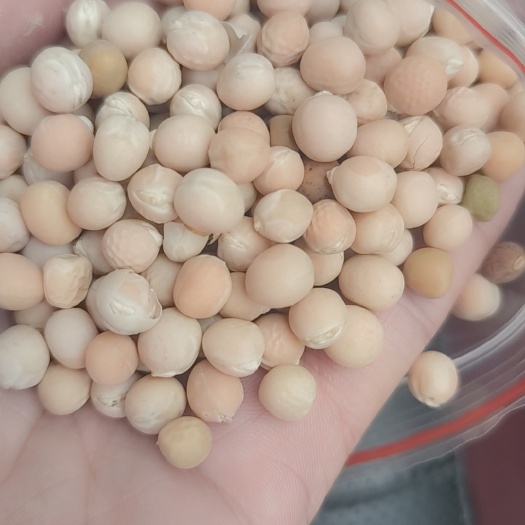 天津豌豆