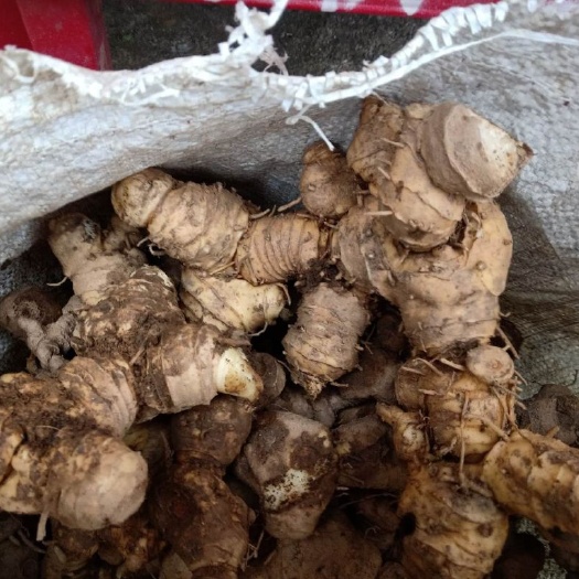 巴中老虎姜，新鲜现挖的