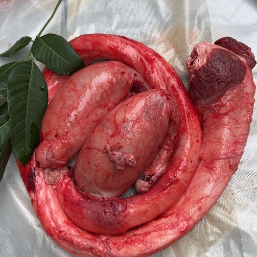 广州新鲜牛鞭宝 精修无根肉  包质量保证