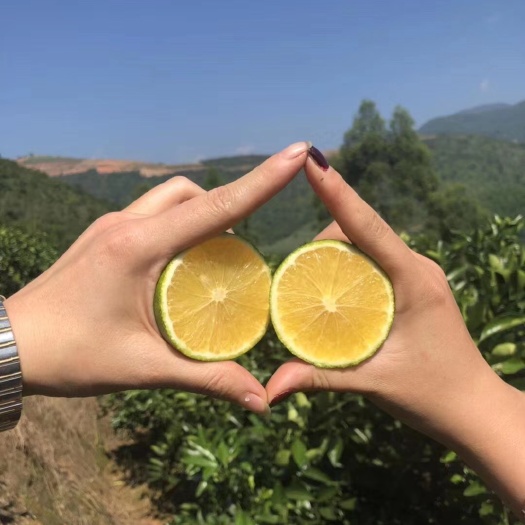 云南高原玉溪青橙（冰糖橙）冰糖橙