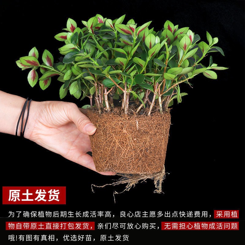 【四季常青】金魚花吊蘭盆栽室內(nèi)綠植花卉多肉植物綠蘿發(fā)財樹好養(yǎng)