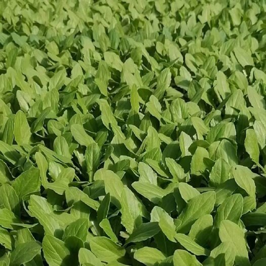 嵩明县精品油麦菜苗，香油麦