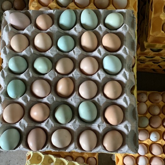 沙洋县新鲜散养土鸡蛋