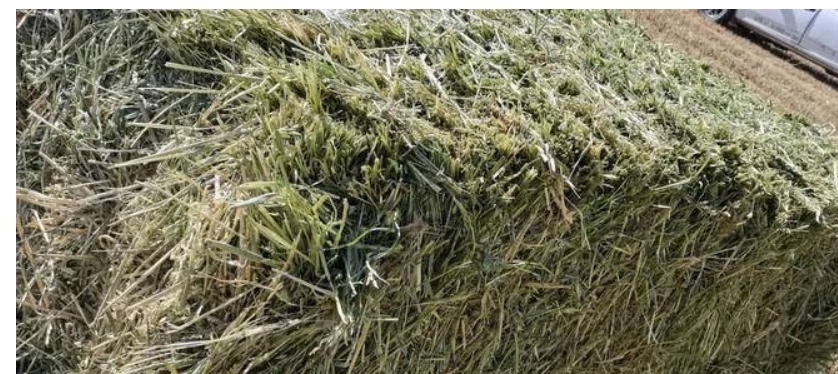 康保县康保县现货燕麦饲草销售，现场踏勘，1.7万吨