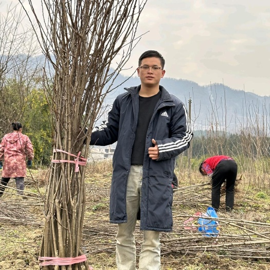 镇宁县贵州六马蜂糖李树苗