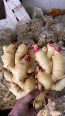 莒县小黄姜