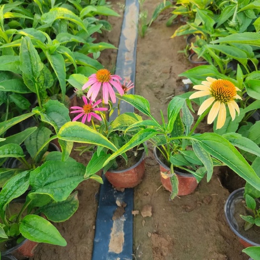 松果菊，紫松果菊，五彩松果菊，小杯苗双色盆苗