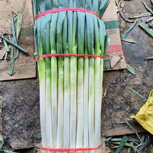 费县铁杆大葱