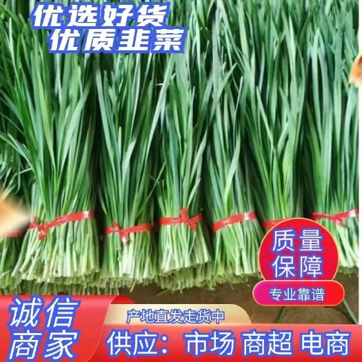 广东省湛江市徐闻县大叶韭菜，露天种植，根粗叶厚，色泽浓绿。