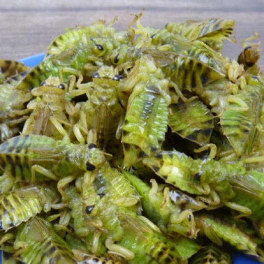 临沂新鲜水蜻蜓宽蜻蜓菱形蜻蜓幼虫水蝎子水泵虫蜻蜓蛹食用昆虫冷冻