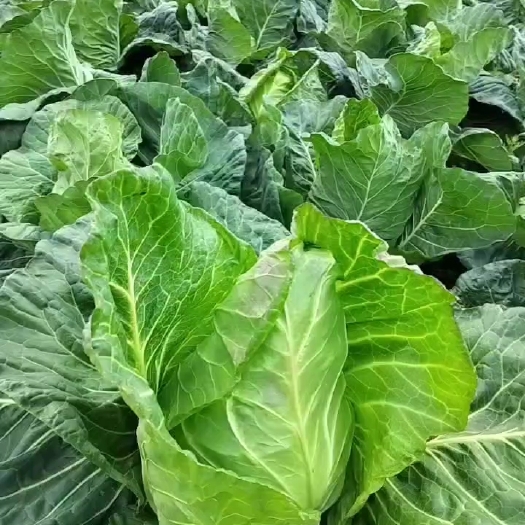 永善县甘蓝