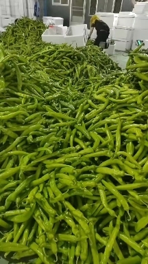 青州市螺丝椒