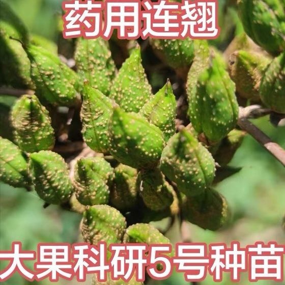 科研5号连翘苗，三号连翘苗荒山坡底栽植