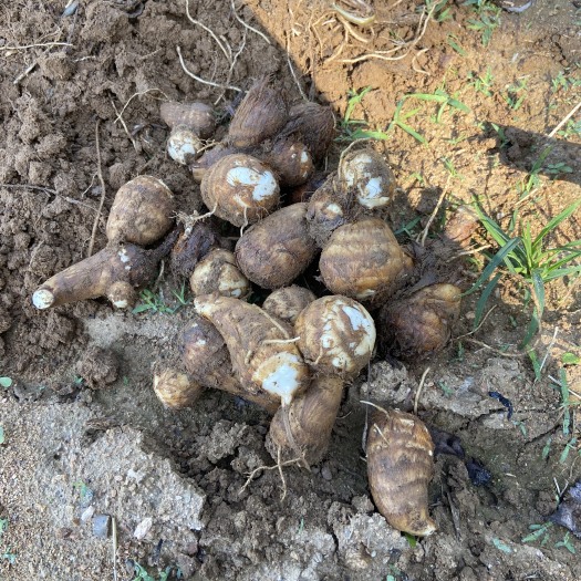 日照富硒芋头，农产品检验合格无农药残留，