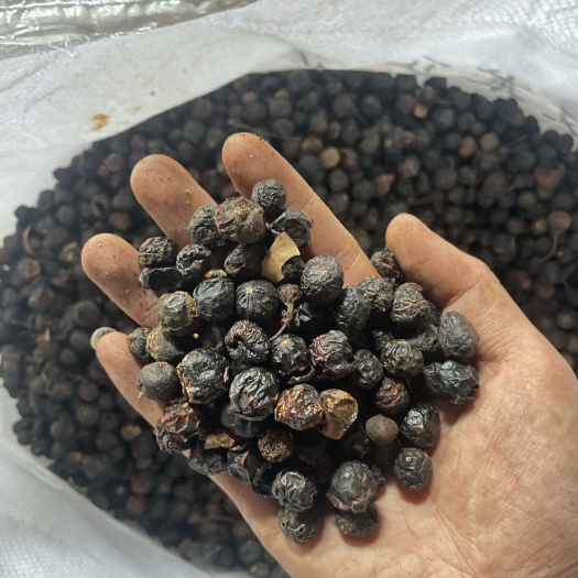 荔波县贵州产地大果木姜子樟树籽产新
