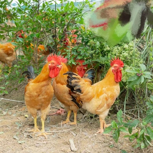 湛江三黄阉杂生鸡