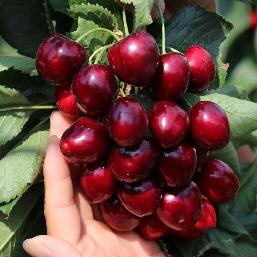 拉宾斯樱桃苗 果实巨大 营养高 产量丰 品种纯正 现挖现发