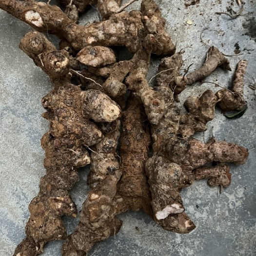 贺州白肉粉质土茯苓中土，不变色