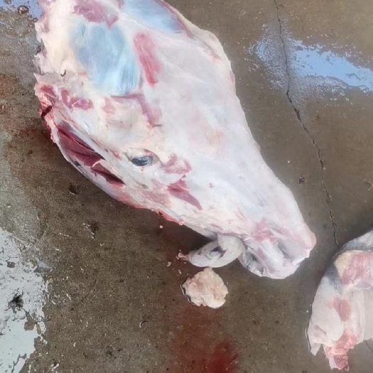 石家庄去皮驴头