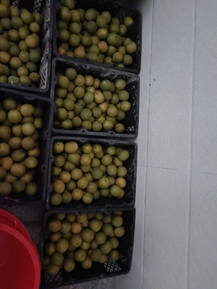 广西罗汉果