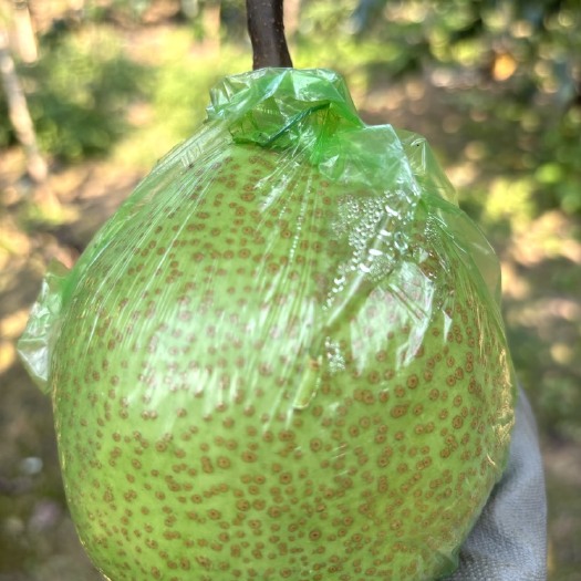 莱阳梨，沙土地孕育，莱阳市产地，口感品质有保证，无激素不抹药