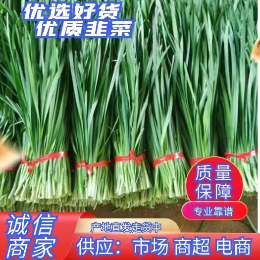 大叶韭菜  大陆最南端广东省湛江市徐闻黑土韭菜