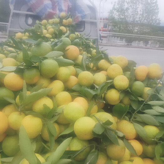 丹江口市湖北丹江口高山蜜橘
