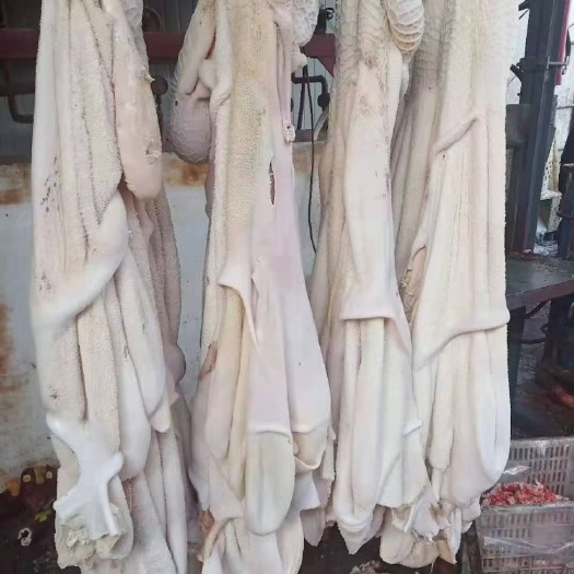 阳信县新鲜牛大肚，带金钱肚，干净无油，现货供应，秒发货