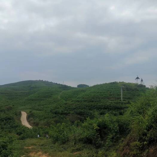 防城港农场
