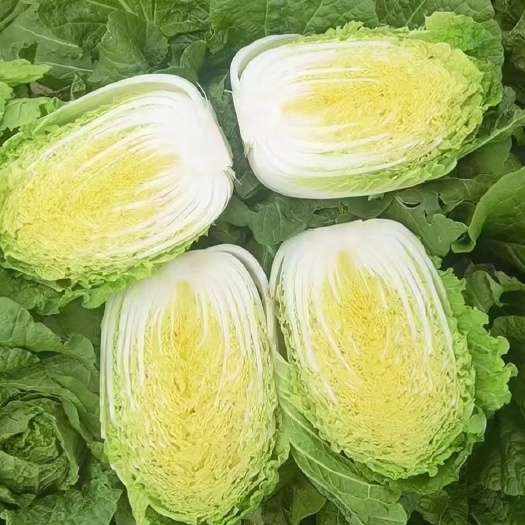 凌海市黄心白菜