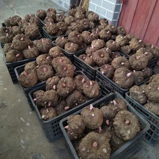 赫章县贵州新鲜花魔芋，半斤以上无腐烂破烂，泥土根须干净，表皮干燥