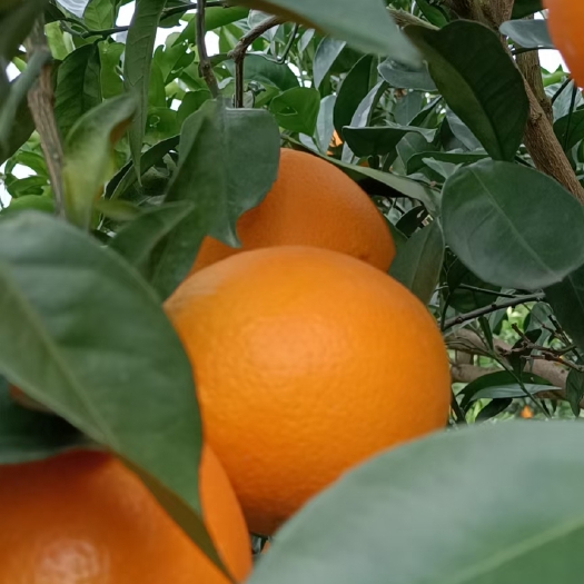 富川县纽荷尔脐橙