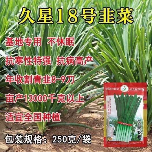 沭阳县久星18号韭菜种子 抗病性强 耐寒抗热大田用种基地专用品种
