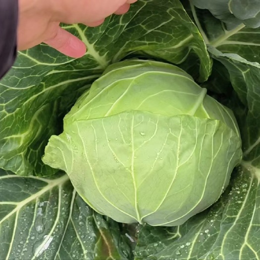 新野县包菜 甘蓝 圆包菜大量上市中基地直供保质保量对接市场超市电商